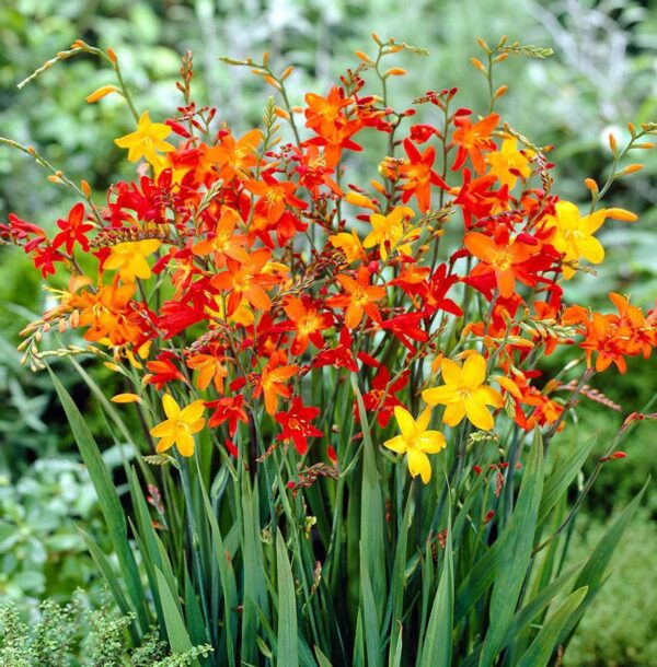 Votaniki Crocosmia Mix Bulbs - Red & Yellow Blooms, Easy to Grow, Attract Butterflies and Hummingbirds | Large Blooms, Vibrant Perennial Crocosmia Bulbs for Planting