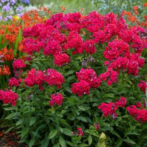 Votaniki Tall Garden Phlox - Perennial Flowering Plants, Phlox Paniculata 'Red Riding Hood' Bare Root for Planting | Fragrant Flowers, Cherry Red Flowers, Easy to Grow