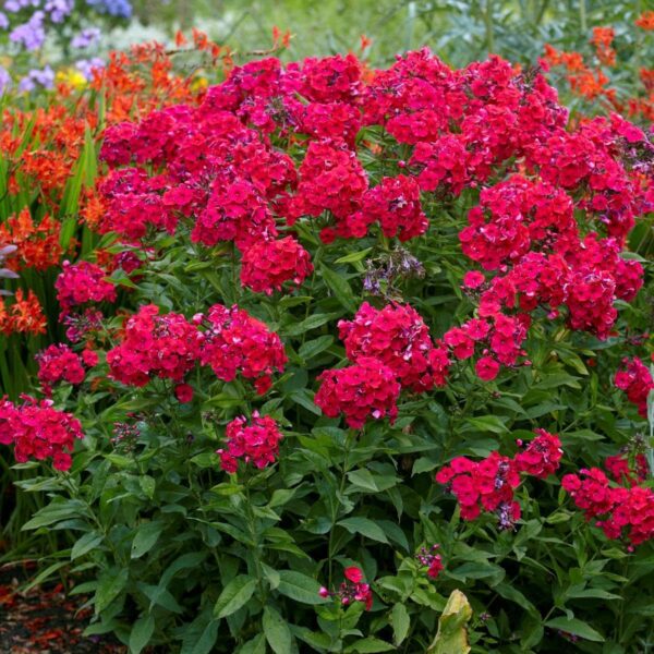 Votaniki Tall Garden Phlox - Perennial Flowering Plants, Phlox Paniculata 'Red Riding Hood' Bare Root for Planting | Fragrant Flowers, Cherry Red Flowers, Easy to Grow