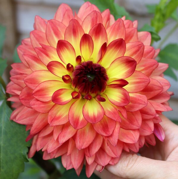 Votaniki Lake Tahoe Dahlia Tuber for Planting - Decorative Dahlia - Salmon, Yellow & Red Color | Perennial Dahlia Tuber, Lage Blooms - Easy to Grow & Low Maintenance