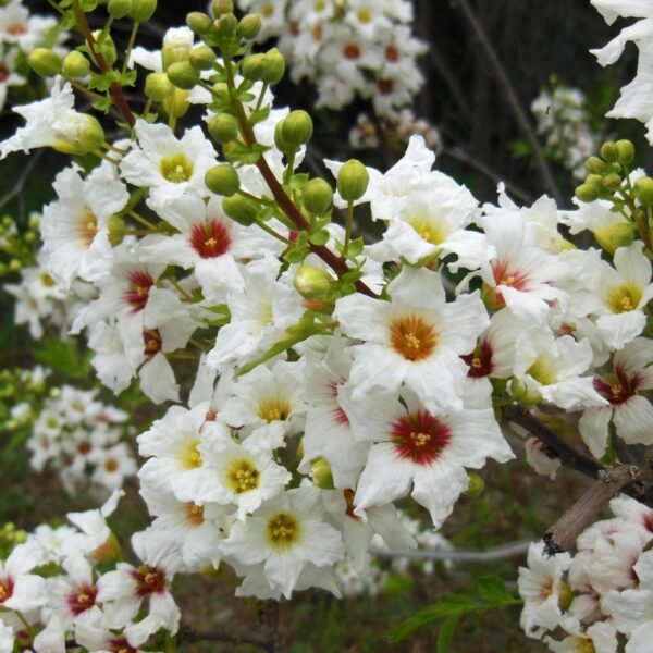 Votaniki Shiny Leaf Yellowhorn Seeds - Perennial Chinese Flowering Chestnut, Shiny Leaf Yellow Horn (Xanthoceras Sorbifolium) | Easy to Grow