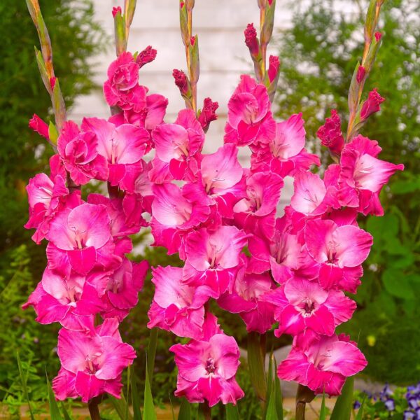 Votaniki Fairy Tale Pink Gladiolus - Perennial, Long Lasting Blooms, Gladiolus Flower Bulbs | Suitable for Growing in Pots & Containers, Easy to Grow