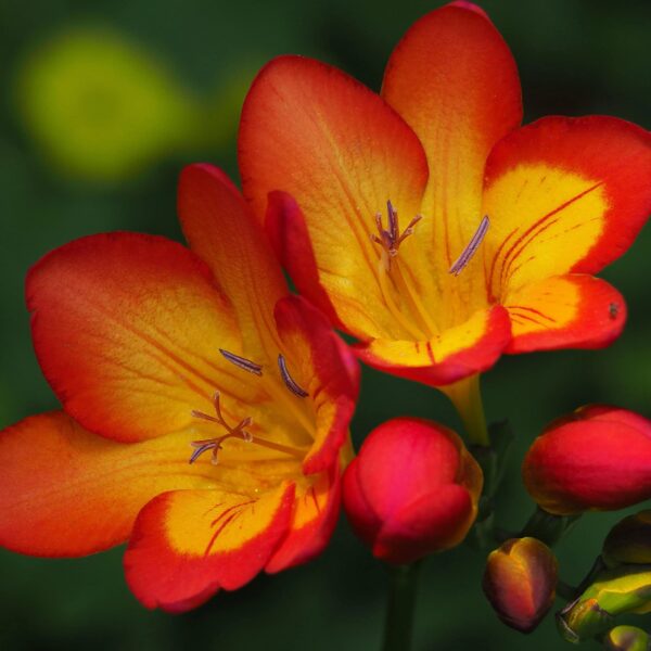 Votaniki Single Red Freesia Bulbs - Fragrant, Long Lasting Blooms - Fast Growing, Perennial Freesia Flowering Bulbs for Planting - Perfect for Garden