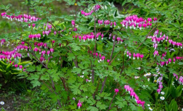 Votaniki Bleeding Hearts Flower Bulbs - Dicentra Spectabilis Bulbs for Planting | Heart-Shaped Blooms, Perennial Flower - Easy to Grow and Low Maintenance