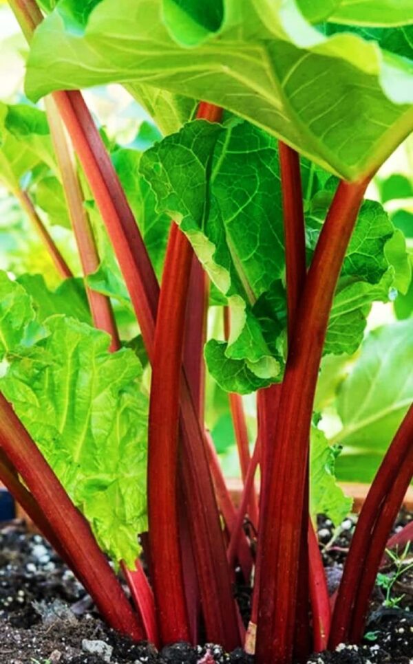 Votaniki Victoria Rhubarb Crown - Perennial Rhubarb Crown Ready to Plant | Easy to Grow, Comes Back Every Year