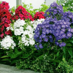 Votaniki Phlox Mix Roots - Long Blooming, Versatile, Perennial Phlox Roots for Planting | Sweet Smelling Flowers All Summer Long - Ideal for Container Gardens or Ground Plantings