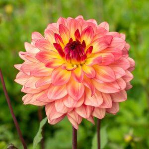 Votaniki Lake Tahoe Dahlia Tuber for Planting - Decorative Dahlia - Salmon, Yellow & Red Color | Perennial Dahlia Tuber, Lage Blooms - Easy to Grow & Low Maintenance