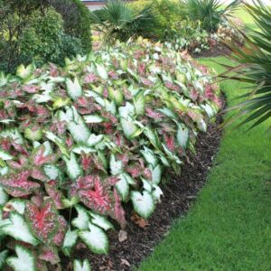 Votaniki Caladium Bulbs for Planting - Perennial, Fancy Leaf Mixed Caladium Bulbs for Planting - Elephant Ears Bulbs for Planting Indoor or Outdoors