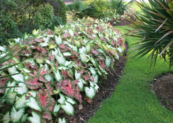 Votaniki Caladium Bulbs for Planting - Perennial, Fancy Leaf Mixed Caladium Bulbs for Planting - Elephant Ears Bulbs for Planting Indoor or Outdoors