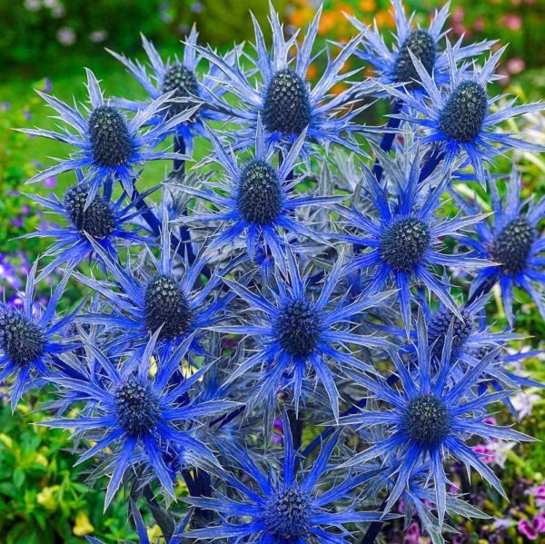 Votaniki Blue Sea Holly Large Root Start - Attracting Butterflies, Perennials Blue Sea Holly Eryngium Flower | Dramatic Cones of Tiny Blue Flowers - Perfect for Cut, Easy to Grow