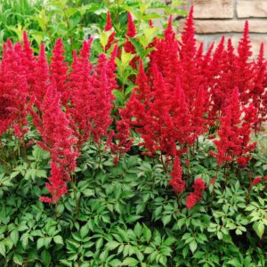 Votaniki Astilbe Red Sentinel (Japonica Hybrid) - Perennial Spirea, Red Astilbe Roots | Spring & Summer Flowers, Easy to Grow & Low Maintenance