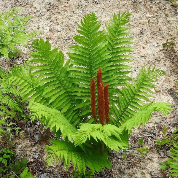 Votaniki Cinnamon Fern Roots - Year Round Beauty, Versatile Ferns, Perennial Fern Roots for Planting - Perfect Addition to Any Garden - Easy to Grow