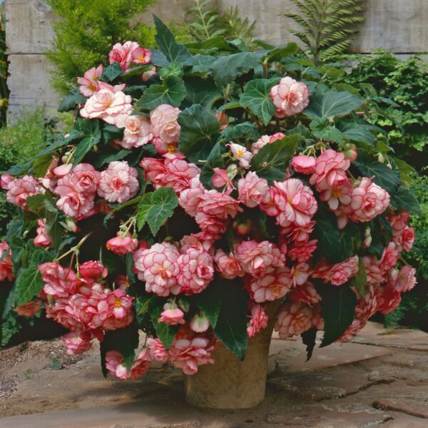 Votaniki Picotee Pink & White Begonia Bulbs - Large Bloom, Perennial, Pink & White Flowering Bulbs for Planting - AmeriHybrid Picotee White Pink, Easy to Grow, Low-Maintenance Flower Plant