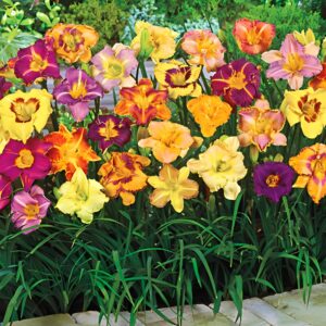 Votaniki Daylily Mix Bare Root - Fragrant Beautiful Blooms All Summer Long - Perennial Daylily Bare Root - Perfect for Borders, Containers, and Landscaping