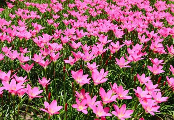 Votaniki Zephyranthes Grandiflora Pink Rain Lily Bulbs for Planting - Perennial Lily Flowering Bulbs | Bloom Multiple Times - Easy to Grow