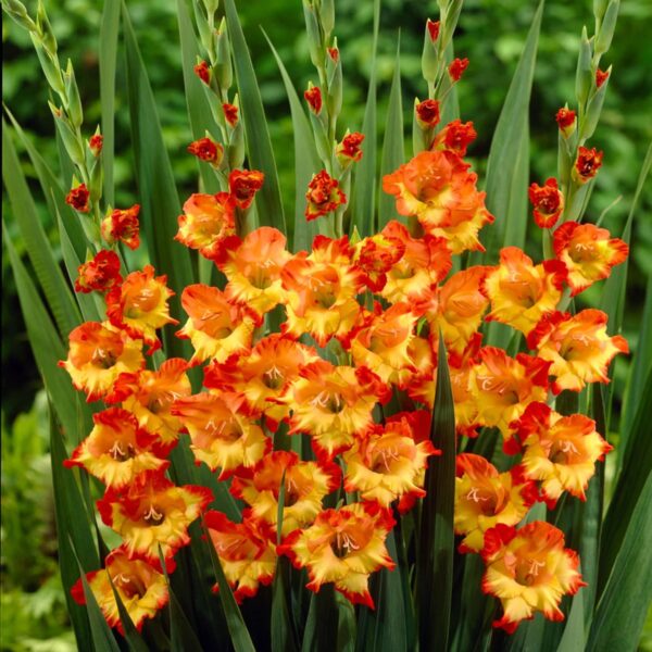 Votaniki Princess Margaret Rose Gladiolus Bulbs - Attract Pollinators, Long Blooming Period, Princess Margaret Rose Bulbs for Planting - Perfect for Cut Flower Arrangements