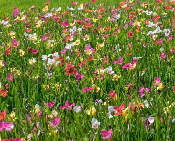 Lilacea & Grandiflora Tigridia Mix Bulbs - Tiger Flower Bulbs for Planting | Tigridia Pavonia Flower - Perennial, Long-Blooming, Easy to Grow, Perfect for Cut