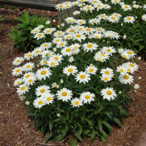 Votaniki Leucanthemum x Superbum ‘Snowcap’ (Shasta Daisy) - Perennials, White Snowcap Shasta Daisy Plants 2 Inch Pot | Summer Flowers, Easy to Grow & Low Maintenance