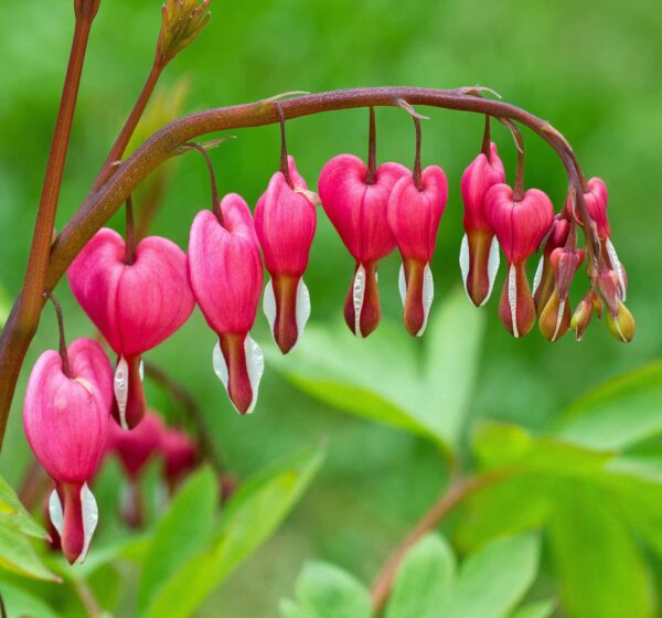 Votaniki Bleeding Hearts Flower Bulbs - Dicentra Spectabilis Bulbs for Planting | Heart-Shaped Blooms, Perennial Flower - Easy to Grow and Low Maintenance