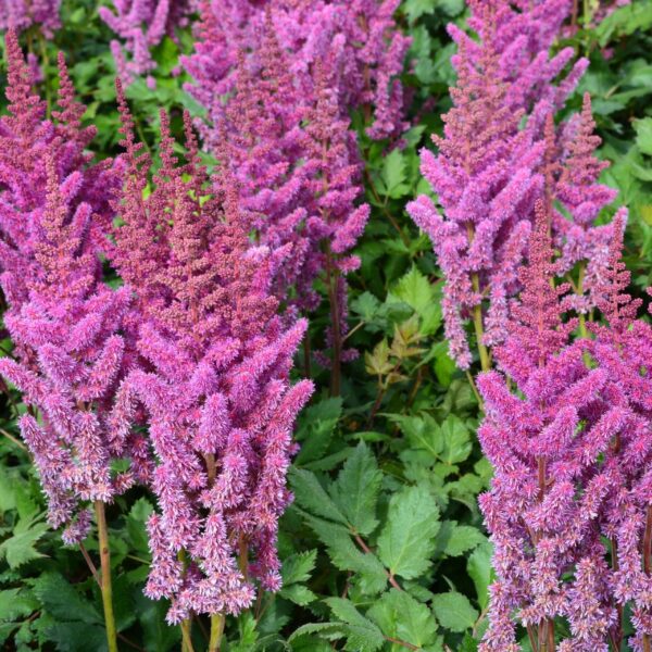 Votaniki Astilbe chinensis ‘Visions’ (Chinese Astilbe) - Perennials, Fragrant Blooms, Astilbe Bare Root for Planting | Summer Flowers, Easy to Grow