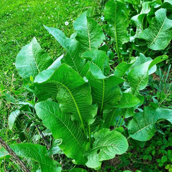 Votaniki Horseradish Marliner Kren Root for Planting - Hardy & Perennial, Huge Yields, Large White Horseradish (Armoracia Rusticana), Large Root - Easy to Grow