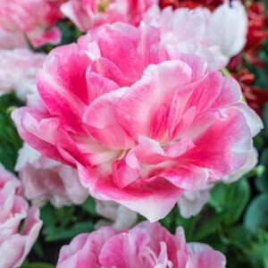 Votaniki Angelique Tulip Bulbs for Planting - Perennial Tulip, Tulipa Double Late 'Angelique | Long Lasting Blooms - Easy to Grow Tulip