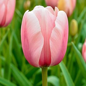 Votaniki Tulip Salmon Impression Bulbs - Perennial & Large Blooms, Darwin Hybrid Tulips 'Salmon Impression' | Tulip Bulbs for Planting - Easy to Grow