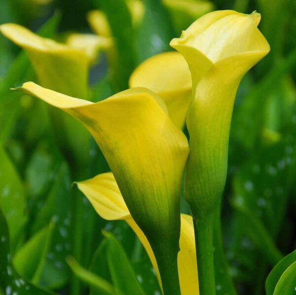 Votaniki Yellow Gold Calla Lily Bulbs - Perennial Zantedeschia Flower - Lily Flowering Bulbs | Vibrant Yellow Blooms - Perfect for Any Garden