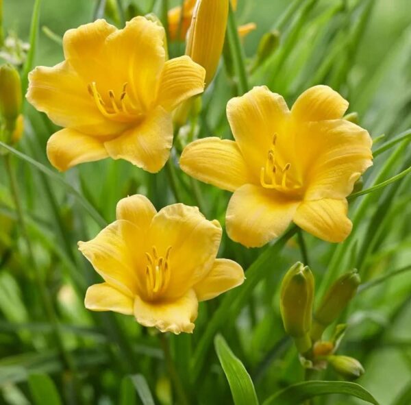 Votaniki Stella d' Oro Daylily Bulbs - Perennial Flower, Bright Blooms | Perfect for Mass Planting & Borders - Easy to Grow