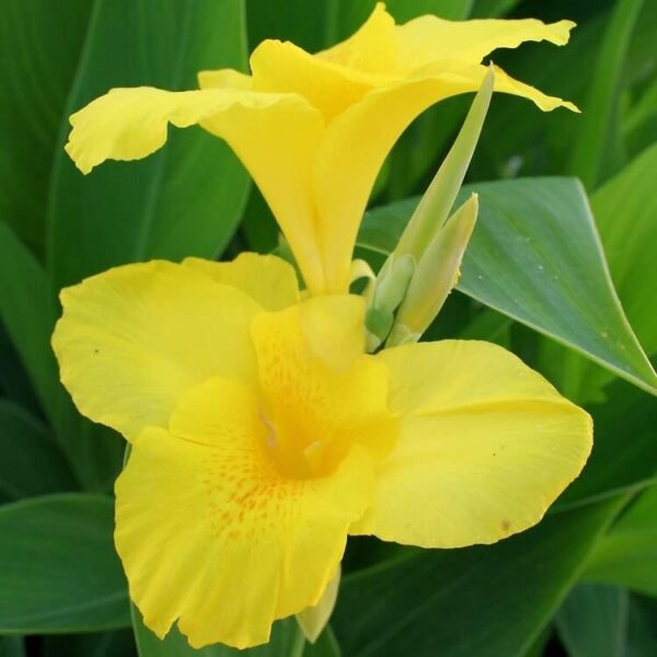 Votaniki Amarilla Tropical Yellow Canna Lily Bulbs - Vibrant Blooms, Perennial Canna Lily Bulbs for Planting | Fast Growing and Low Maintenance Beauty