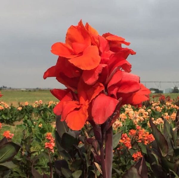 Votaniki Red King Humbert Canna Bulbs for Planting - Canna Lily, Large Flowering Bulbs | Long-Lasting Blooms, Easy to Grow