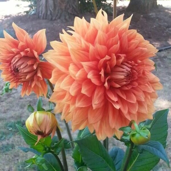 Votaniki Dahlia Dinnerplate High Summer Mix Tubers - Vibrant and Colorful Addition to Any Garden - Perennial High Summer Dahlia Tubers for Planting | Easy to Grow & Low Maintenance