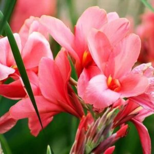 Votaniki City of Portland Canna Bulbs - Perennial, Long Blooming Canna Bulbs for Planting | Perfect for Garden Beds, Borders, and Containers- Hardy and Low Maintenance - Easy to Grow