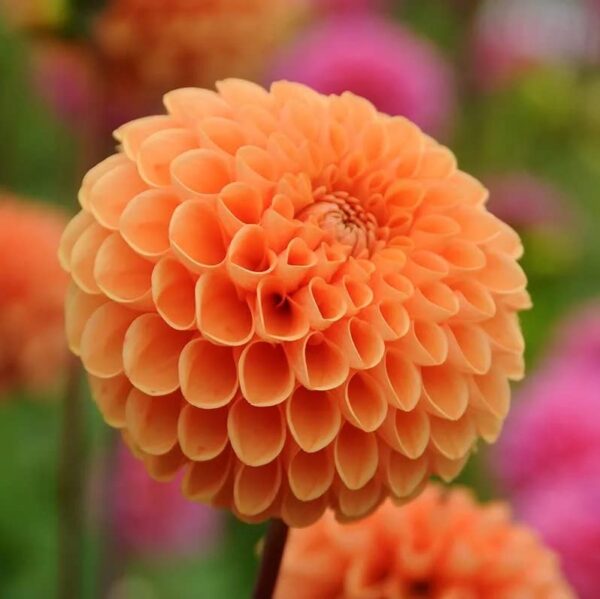 Votaniki Sylvia Dahlia Bulbs - Sturdy Stems and Large Vibrant Blooms, Perennial Sylvia Ball Dahlia Bulbs - Beautiful Flower for Stunning Garden Displays