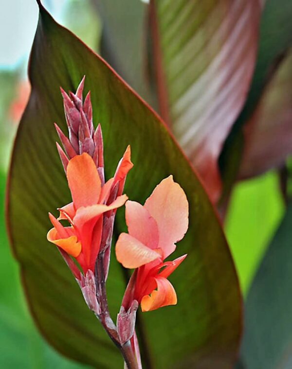 Votaniki Red King Humbert Canna Bulbs for Planting - Canna Lily, Large Flowering Bulbs | Long-Lasting Blooms, Easy to Grow