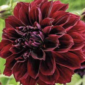 Dark Fubuki Dahlia Bulbs - Dark Red Dahlia, Perennial Dinnerplate Dahlia Flowering Bulbs | Large Blooms, Easy to Grow, Perfect for Cut