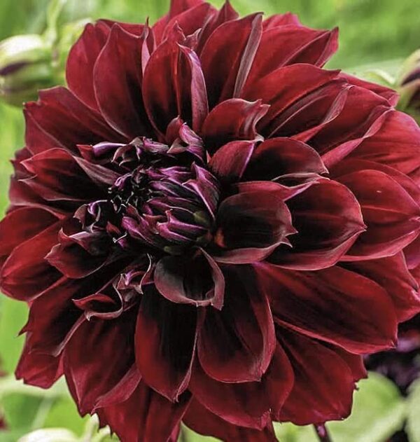 Dark Fubuki Dahlia Bulbs - Dark Red Dahlia, Perennial Dinnerplate Dahlia Flowering Bulbs | Large Blooms, Easy to Grow, Perfect for Cut