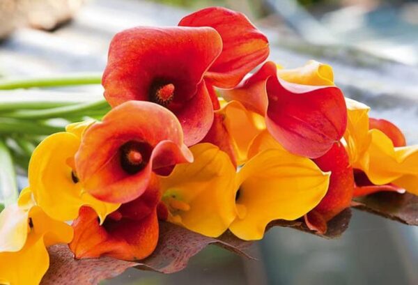 Votaniki Fire Calla Lily Mix Bulbs - Perennial, Long Lasting Bloom, Fire Calla Lily Bulbs for Planting | Bold, Bright Blooms, Easy-to-Grow, Low Maintenance Flower