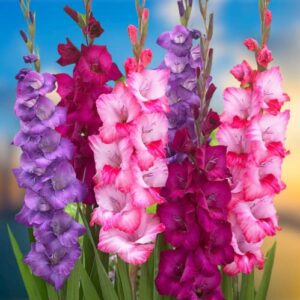 Votaniki Very Berry Gladiolus Mix Bulbs - Attract Pollinators, Multi-Color, Large Flowering Bulbs, Easy to Grow, Long-Lasting Cut Flowers | Gladiolus Flower Bulbs for Planting