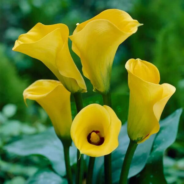 Votaniki Yellow Gold Calla Lily Bulbs - Perennial Zantedeschia Flower - Lily Flowering Bulbs | Vibrant Yellow Blooms - Perfect for Any Garden