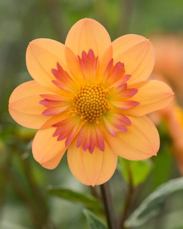 Votaniki Kelsey Annie Joy Dahlia - Pink & Yellow Collarette Dahlia Bulbs | Larger Bloom Dahlia Bulbs for Planting