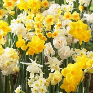 Votaniki Daffodil Long Lasting Fragrant Mix Bulbs - Perennial Narcissi Daffodil | Perfect for Naturalizing - Easy to Grow and Low Maintenance