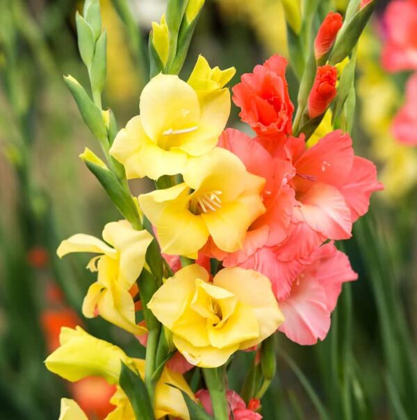 Votaniki Rainbow Gladiolus Mix Bulbs for Planting - Long-Lasting Cut Flower - Easy to Grow and Maintain | Mixed Colors Perennial Gladiolus Flowering Bulbs