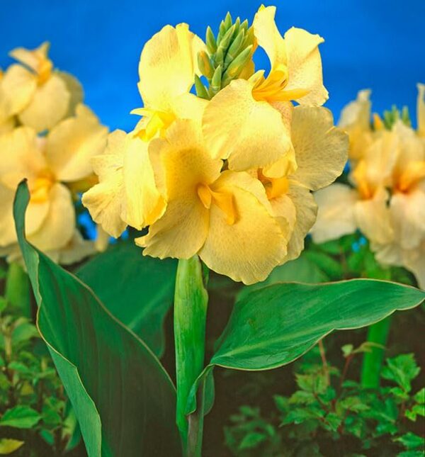 Votaniki Yellow Futurity Dwarf Canna Bulbs - Perennials, Canna x Generalis 'Yellow Futurity' | Great for Borders and Containers, Summer Flowering Bulbs - Easy to Grow