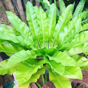 Votaniki Walking Fern Bare Root - Perennial Fern, Green Leaves, Perfect for Indoor and Outdoor | Low Maintenance and Easy to Grow