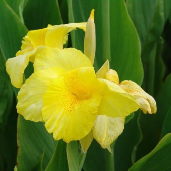 Votaniki Amarilla Tropical Yellow Canna Lily Bulbs - Vibrant Blooms, Perennial Canna Lily Bulbs for Planting | Fast Growing and Low Maintenance Beauty