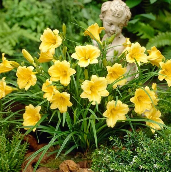 Votaniki Stella d' Oro Daylily Bulbs - Perennial Flower, Bright Blooms | Perfect for Mass Planting & Borders - Easy to Grow