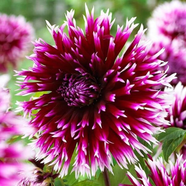 Votaniki Dahlia Cactus Alauna Clair-Obscur, Perennial and Long Lasting Blooms | Cactus Dahlia Tubers for Planting - Blooms Summer Through Fall, Easy to Grow