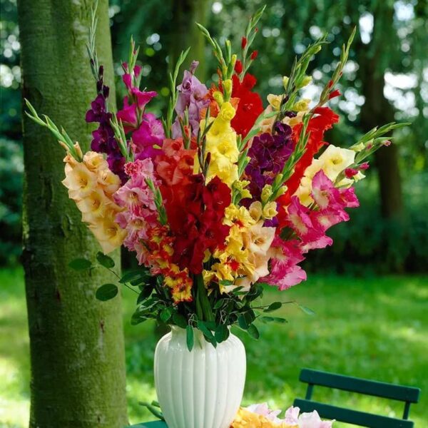 Votaniki Rainbow Gladiolus Mix Bulbs for Planting - Long-Lasting Cut Flower - Easy to Grow and Maintain | Mixed Colors Perennial Gladiolus Flowering Bulbs