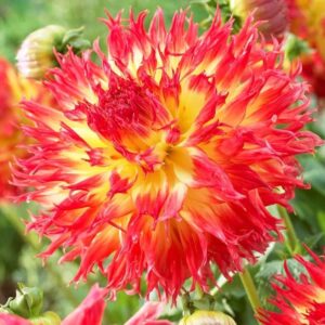 Votaniki Pinelands Pam Dahlia (Laciniated Dahlia) - Showy Blossoms, Perennial & Dahlia Tubers for Planting | Yellow with Red Color Large Dahlia - Easy to Grow